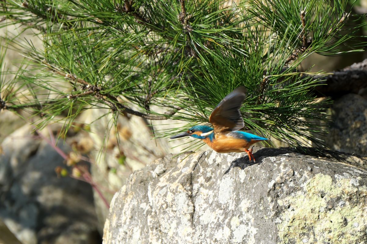 A kingfisher at Shukkeien Garden Hiroshima